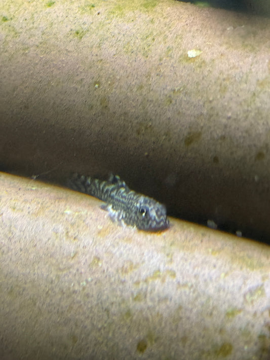 Reticulated Hillstream Loach (Sewellia lineolata)