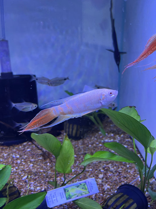 Albino Paradise Fish