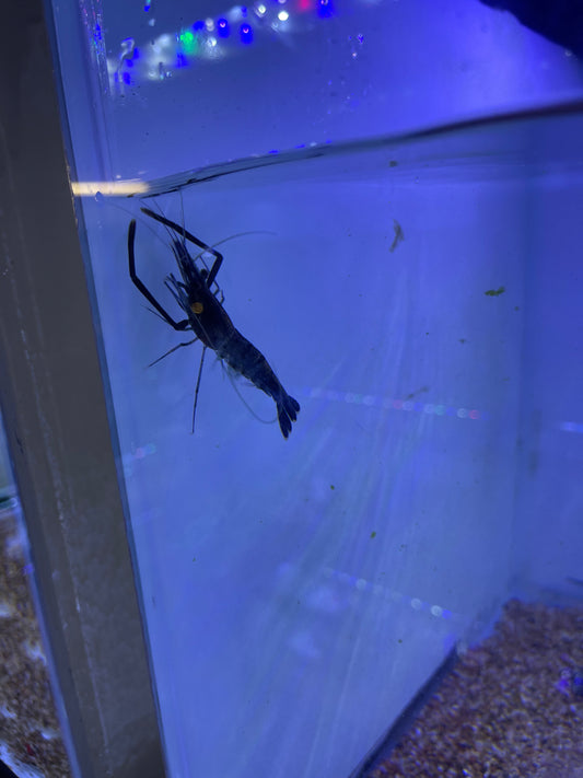Giant African River Prawn Macrobrachium sp Nigeria