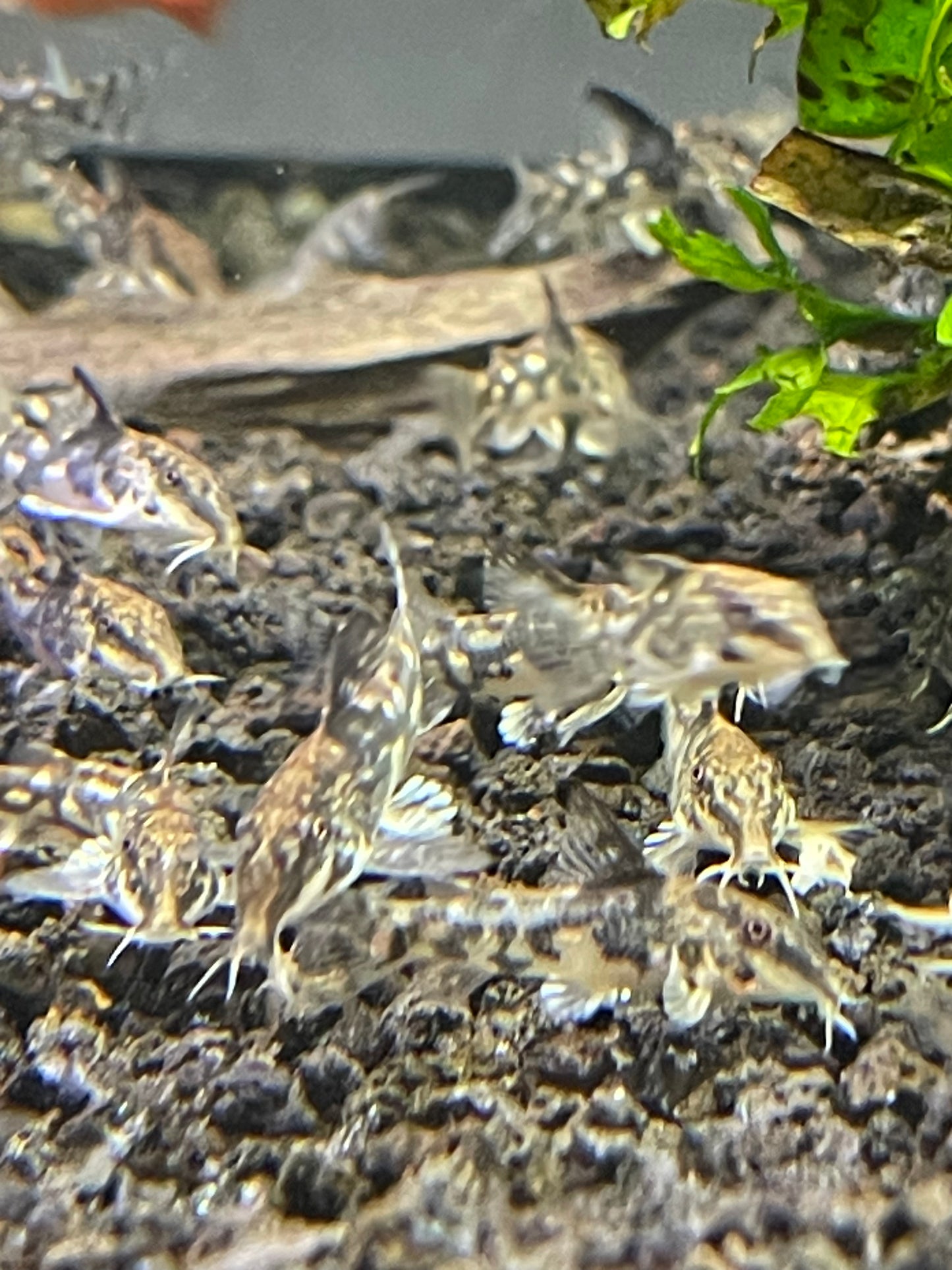 Scleromystax barbatus 
Banded 'Cory'