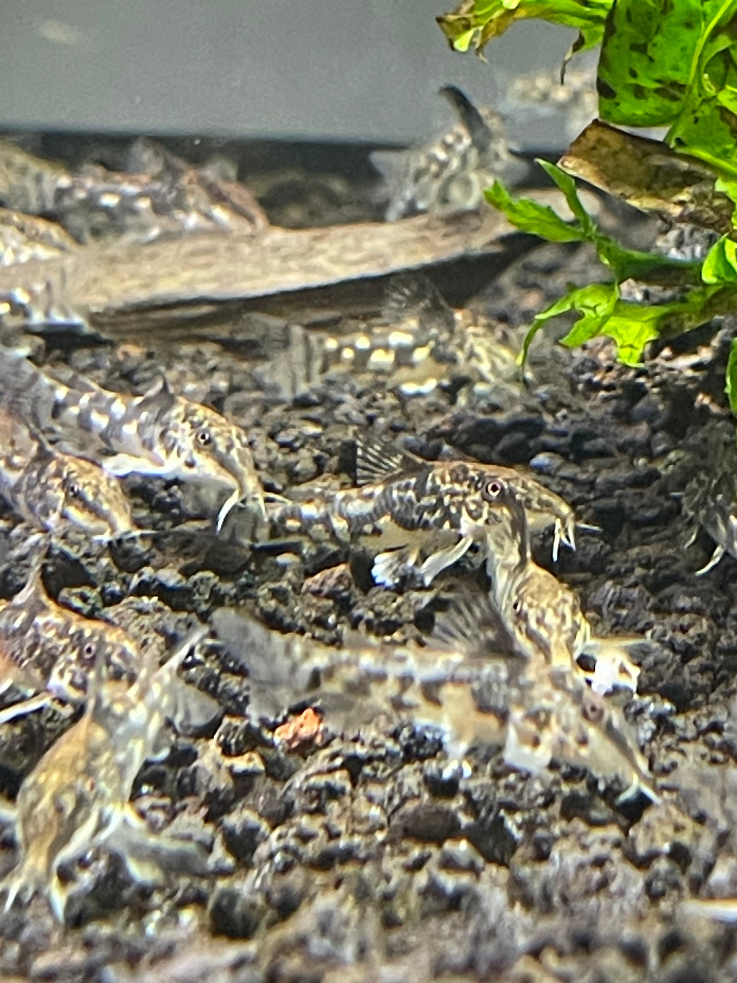 Scleromystax barbatus 
Banded 'Cory'