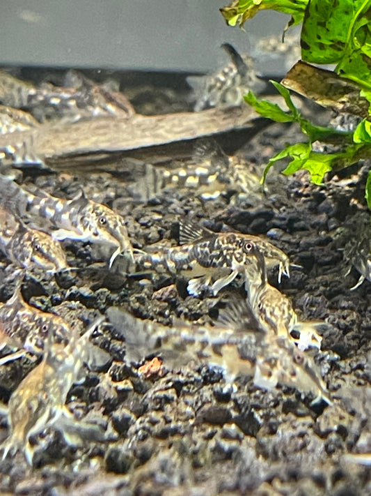 Scleromystax barbatus 
Banded 'Cory'