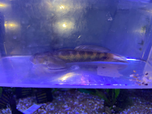 sicyopterus lagocephalus red tail goby