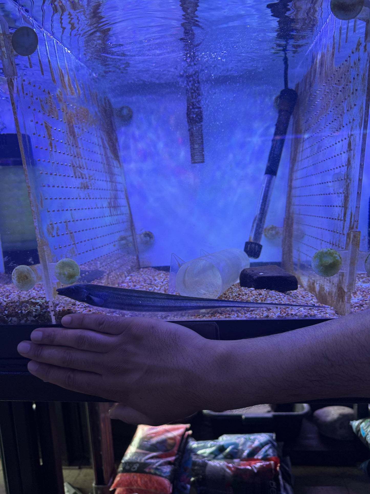 Rat tail knifefish ( Archolaemus blax )