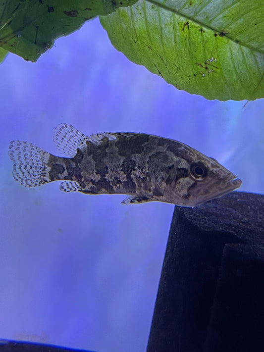 Nandus nandus Asian Leaf Fish