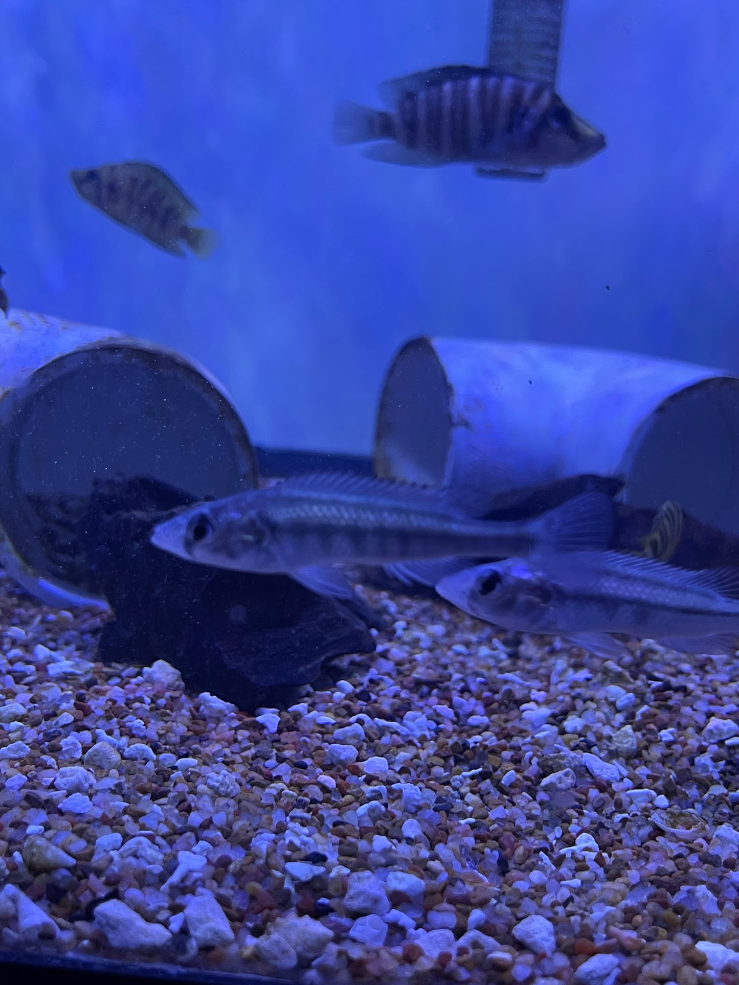 Champsochromis Caeruleus