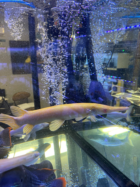 Golden Albino Aligator Gar