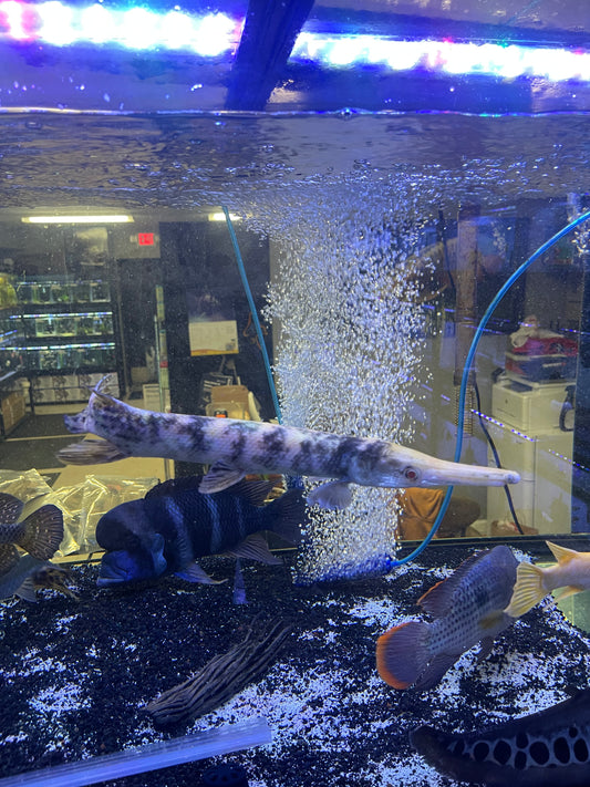 Marble Albino Alligator Gar