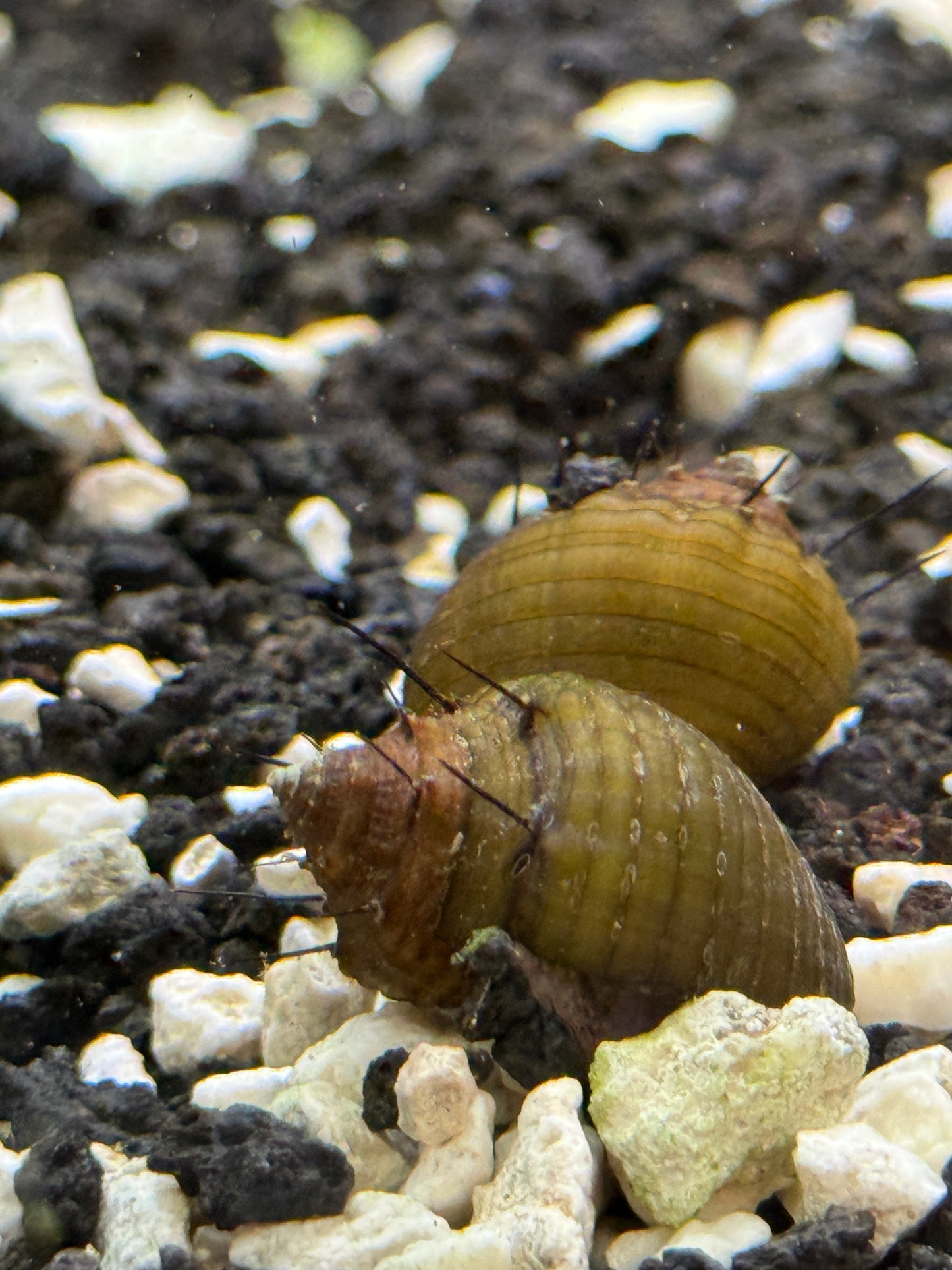 Hair Thorn Nerite Snail (Clithon sp.)