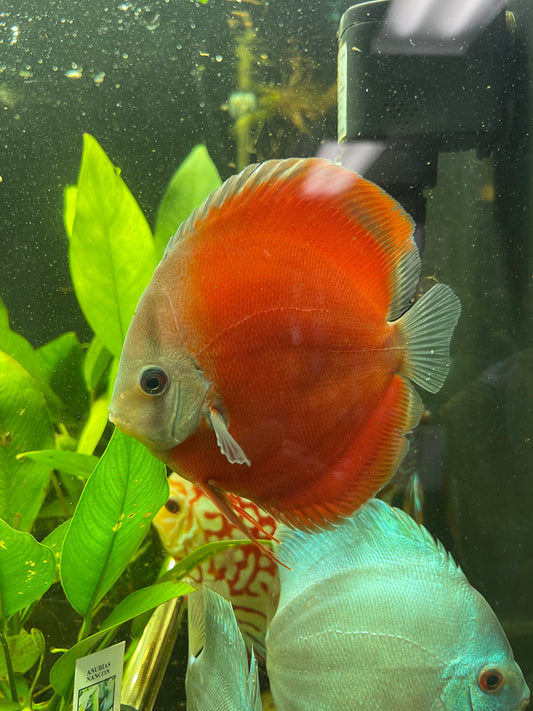 Red Cover Discus