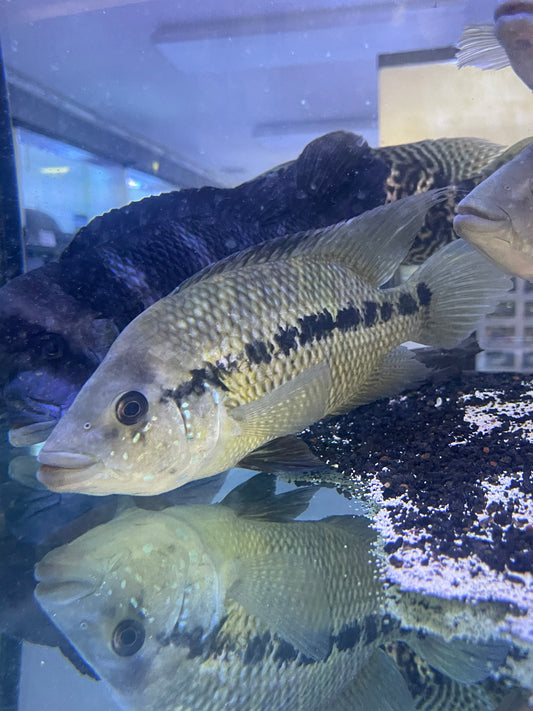 Umbee Cichlid