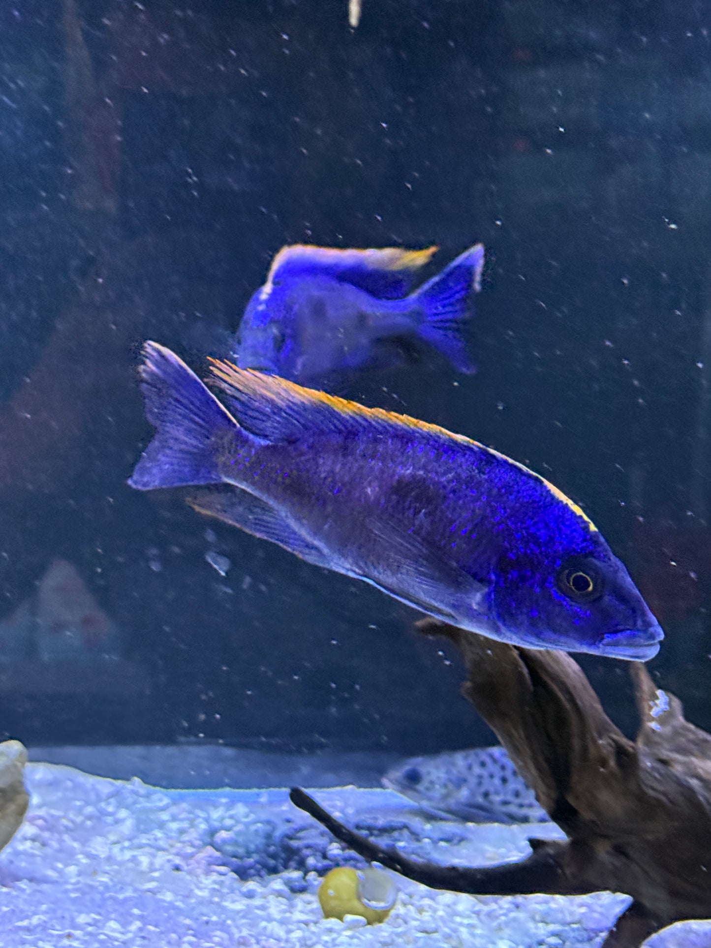 Red Top Aristochromis Lithobates Otopharynx lithobates