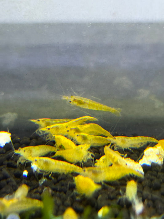 Yellow Shrimp Neocaridina davidi