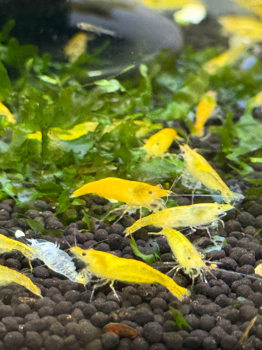 Yellow Shrimp Neocaridina davidi