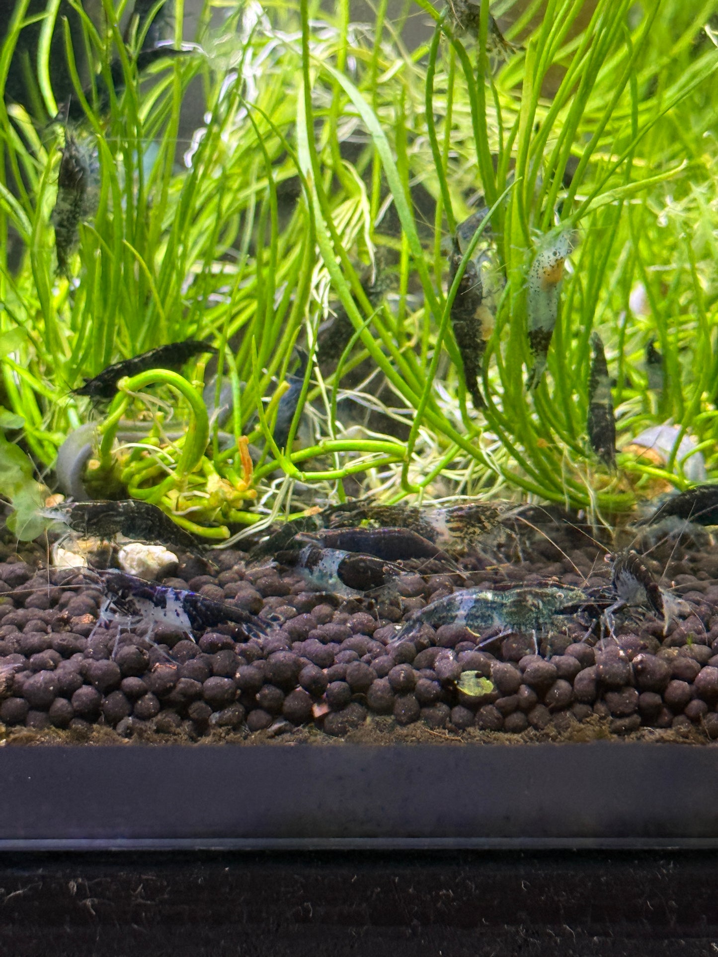Carbon Rili shrimp Phantom Rili (Neocaridina davidi)