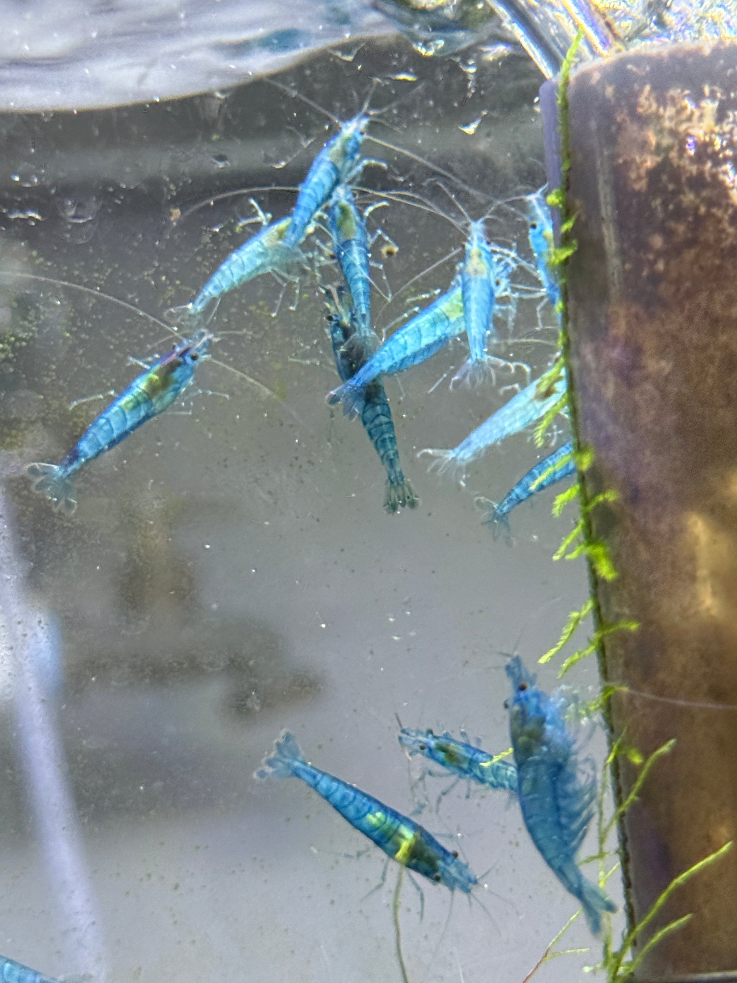 Blue Jelly  Shrimp Neocaridina davidi