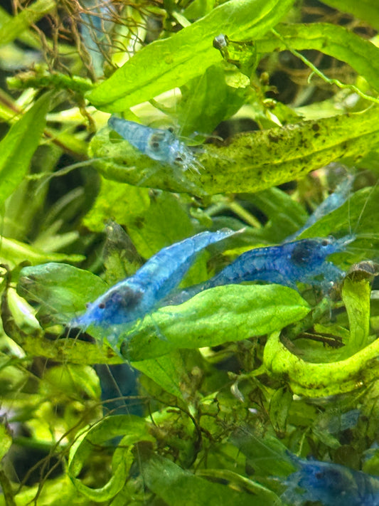 Blue Jelly  Shrimp Neocaridina davidi