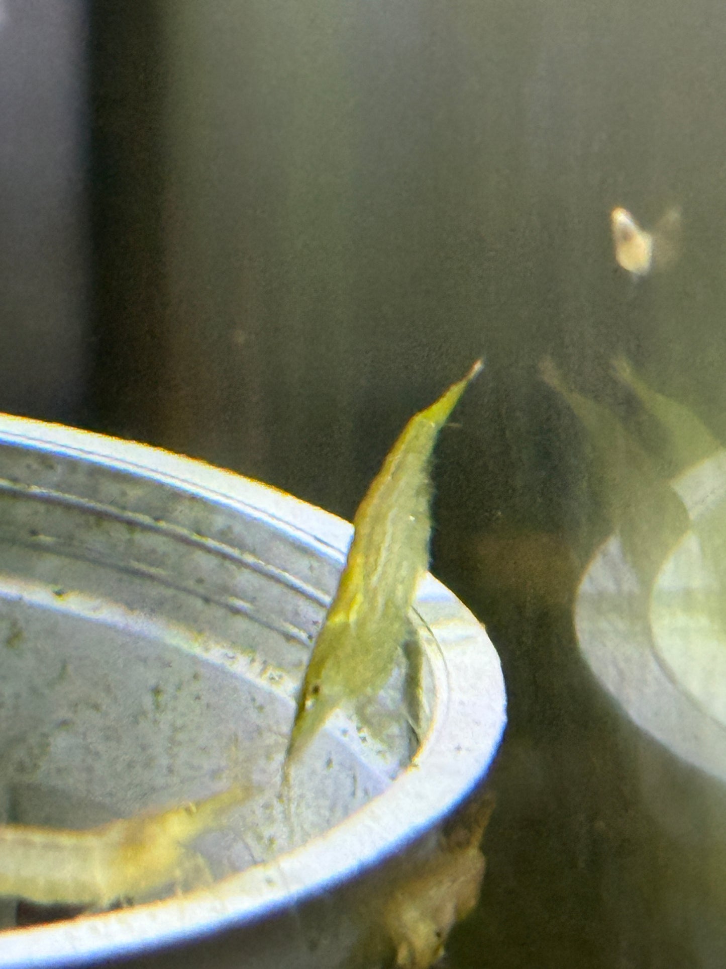 Caridina cf. babaulti  Green  Var Shrimp