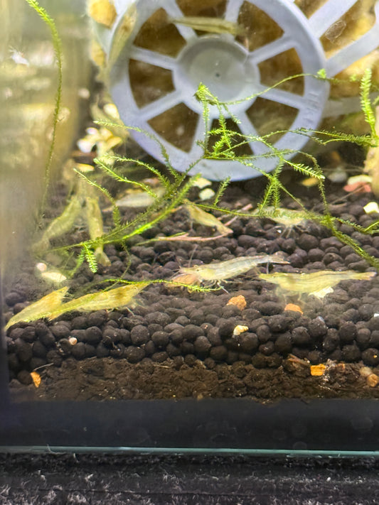 Caridina cf. babaulti  Green  Var Shrimp