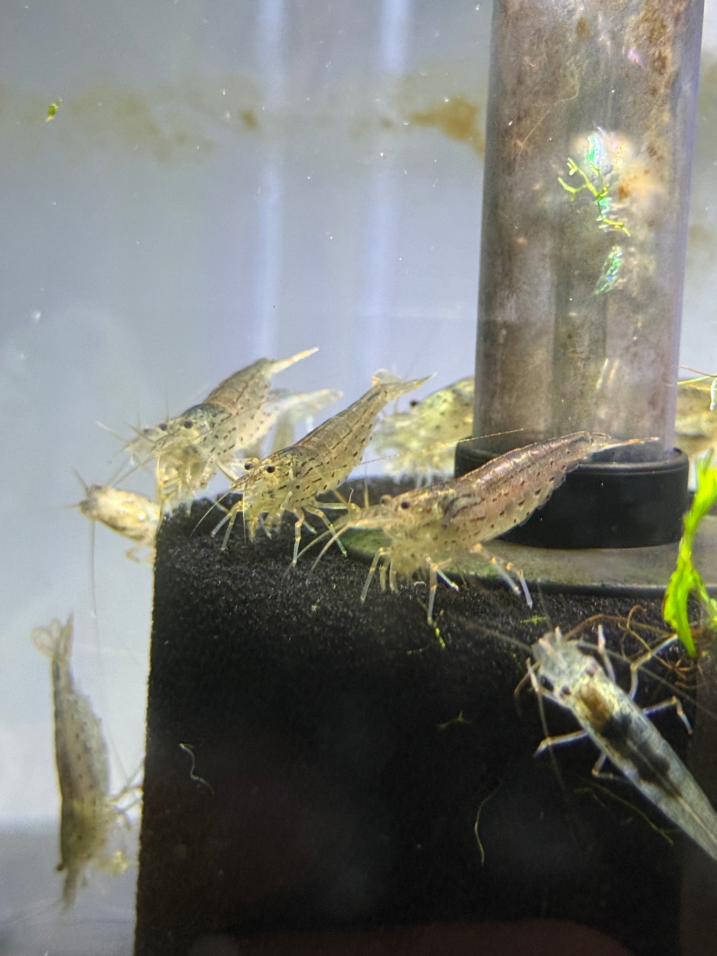 Amano  Yamato Shrimp (Caridina multidentata)