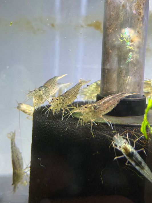 Amano  Yamato Shrimp (Caridina multidentata)
