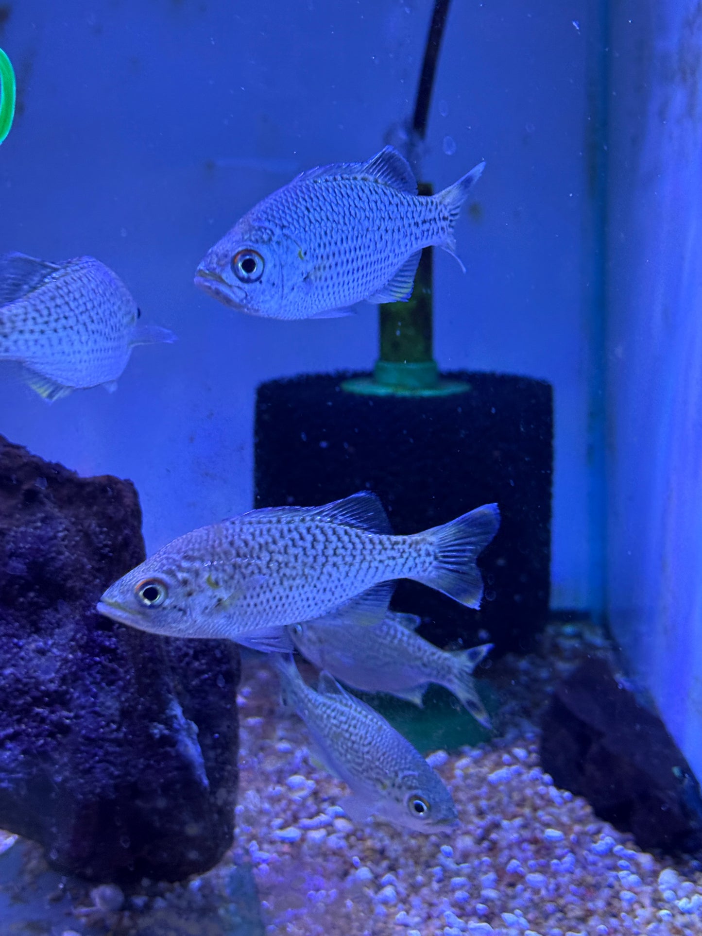 Kuhlia rupestris ( Jungle Perch )