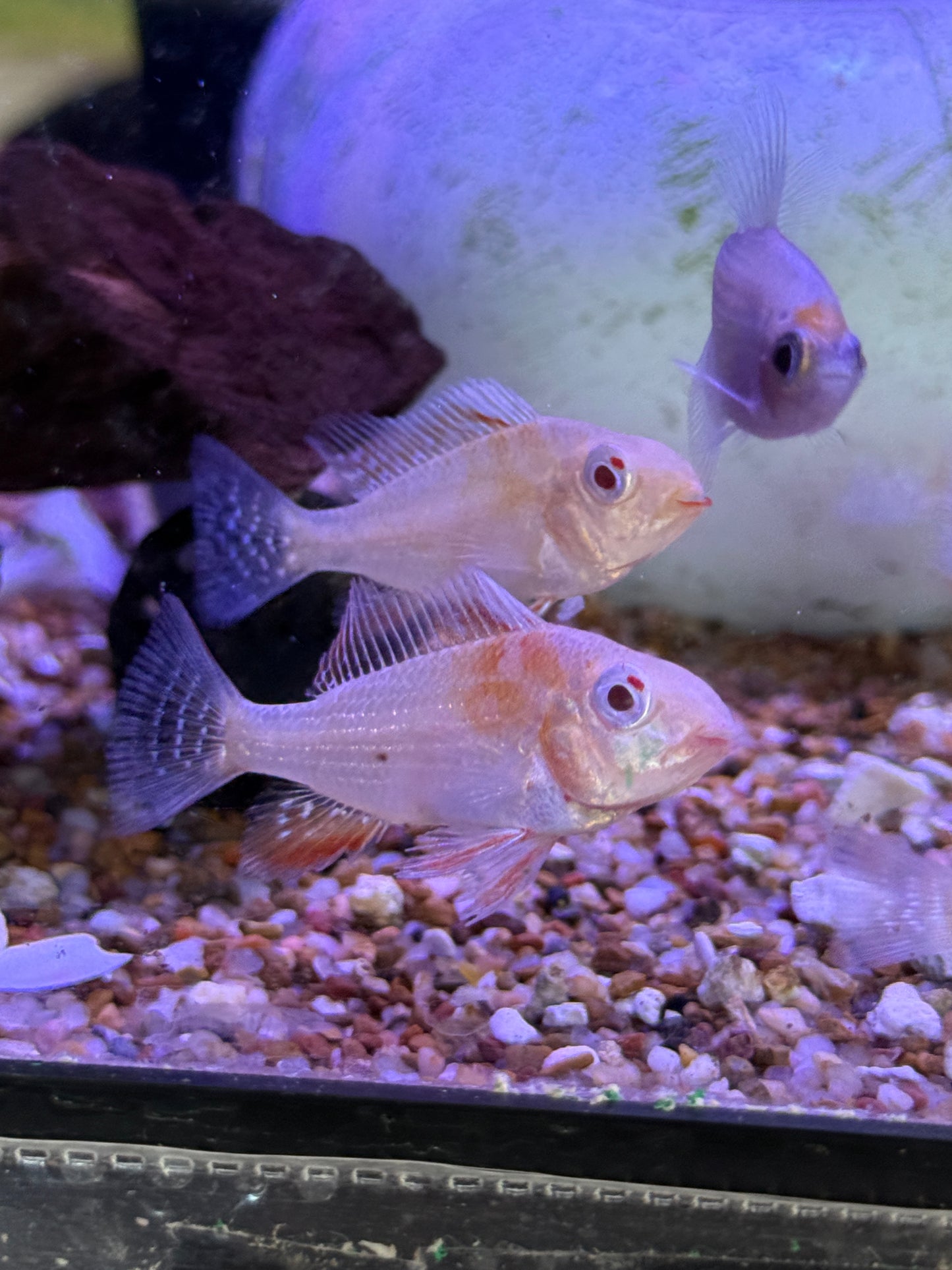 Luo Huan Albino Heckelii (Acarichthys Heckelii)
