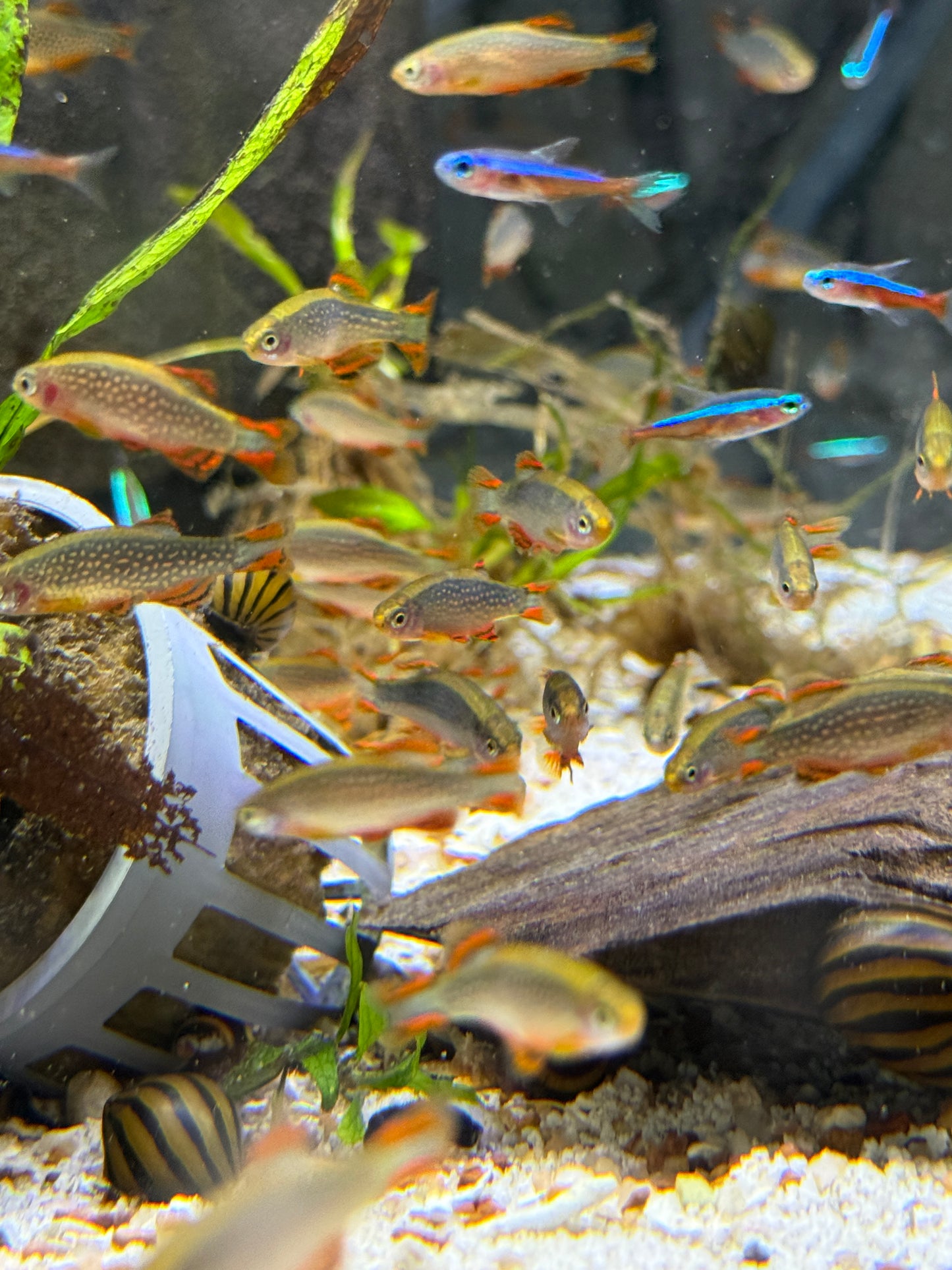 Galaxy Rasbora / Celestial Pearl Danio