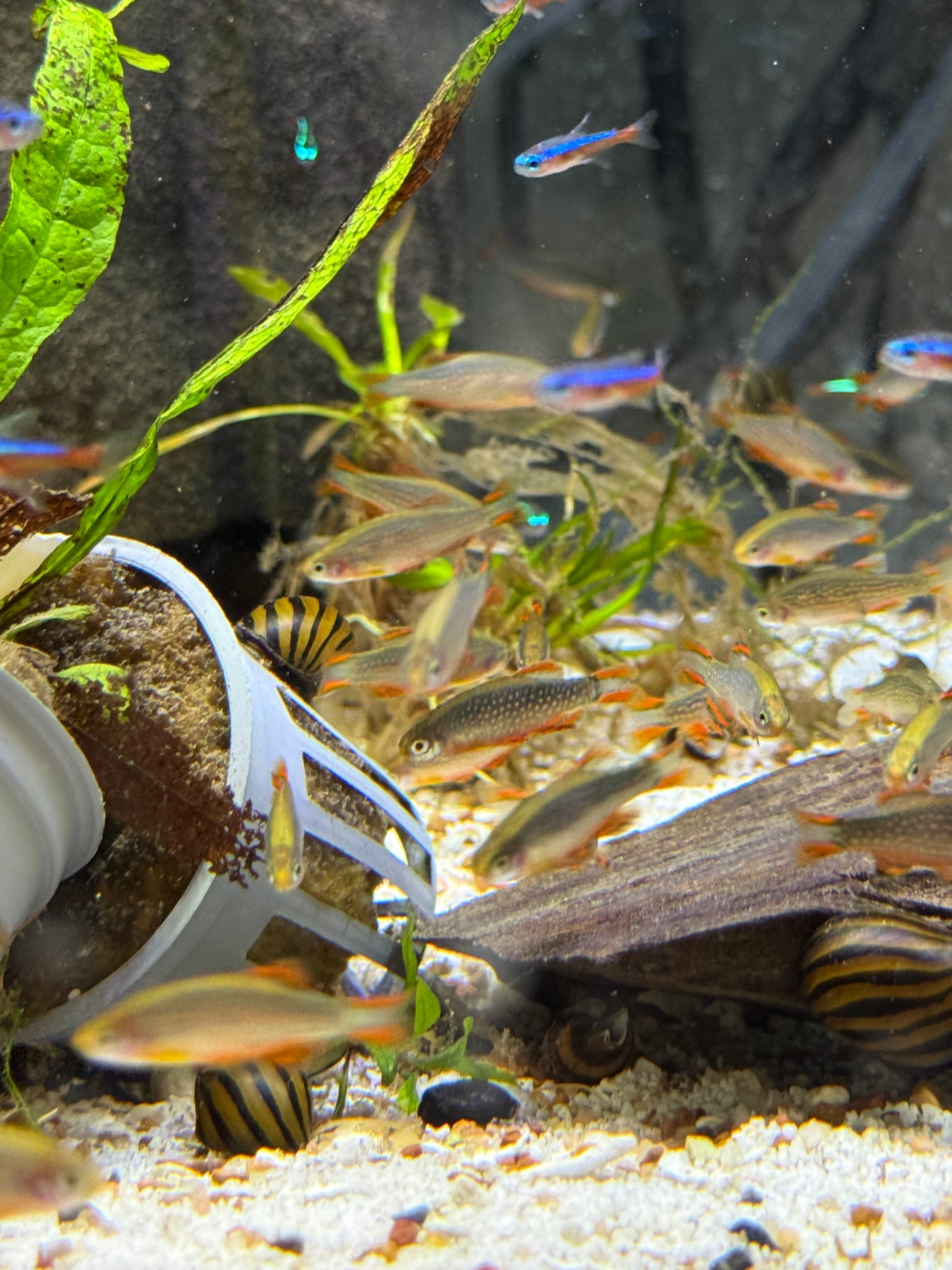 Galaxy Rasbora / Celestial Pearl Danio