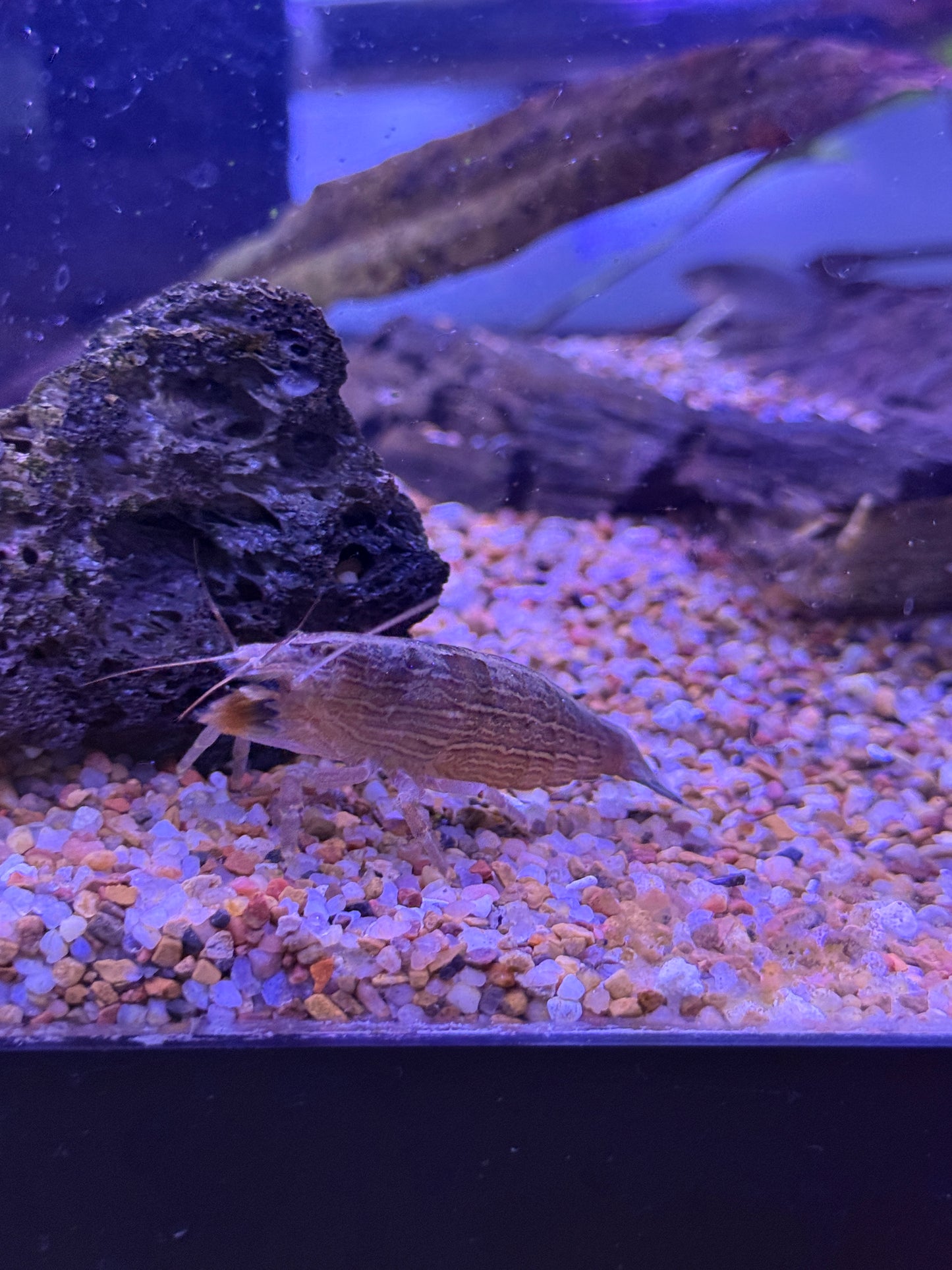 Bamboo shrimp (Atyopsis moluccensis)