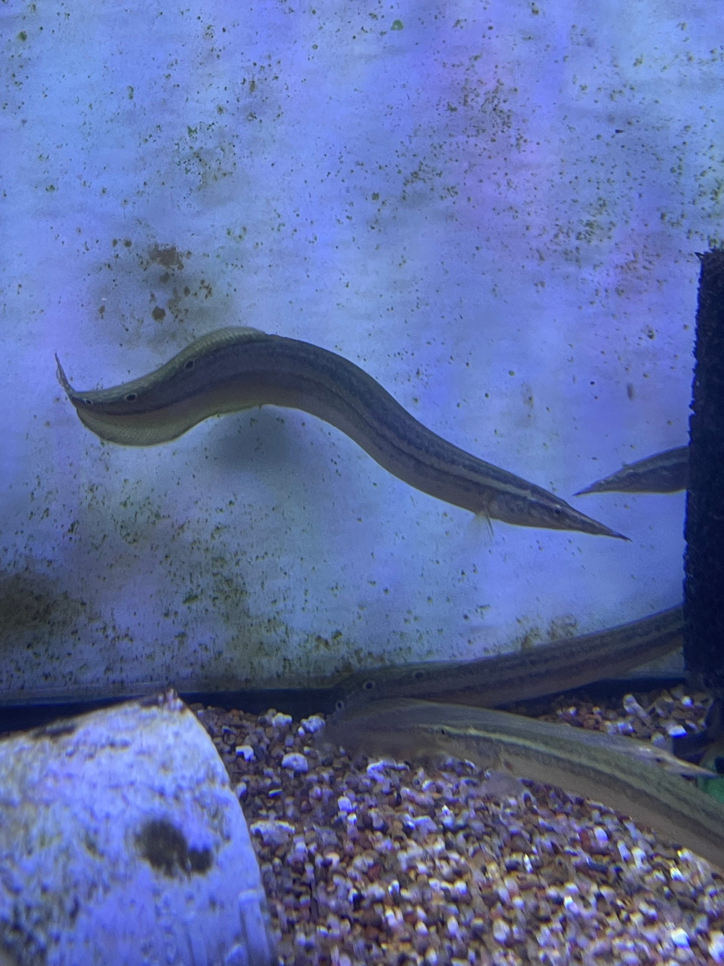 (Macrognathus siamensis)Peacock Eel