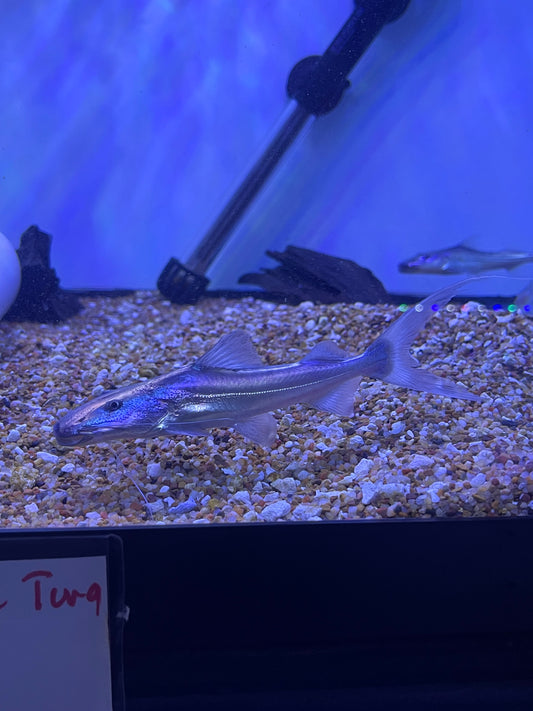 Dorado Catfish (Brachyplatystoma Rousseauxii)