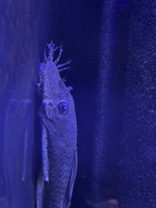 L183 Starlight Bristlenose Pleco (Ancistrus dolichopterus)