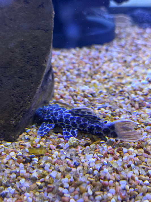 L114 Leopard Red Cactus Pleco (Pseudacanthicus cf. leopardus)