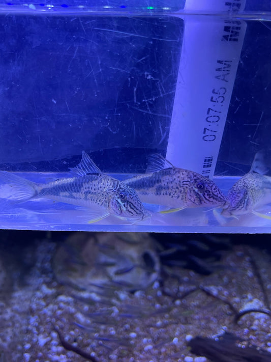Corydoras Fowleri