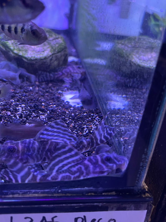 L345 Pleco