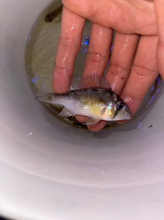 Biotodoma cupido, Cupid Cichlid