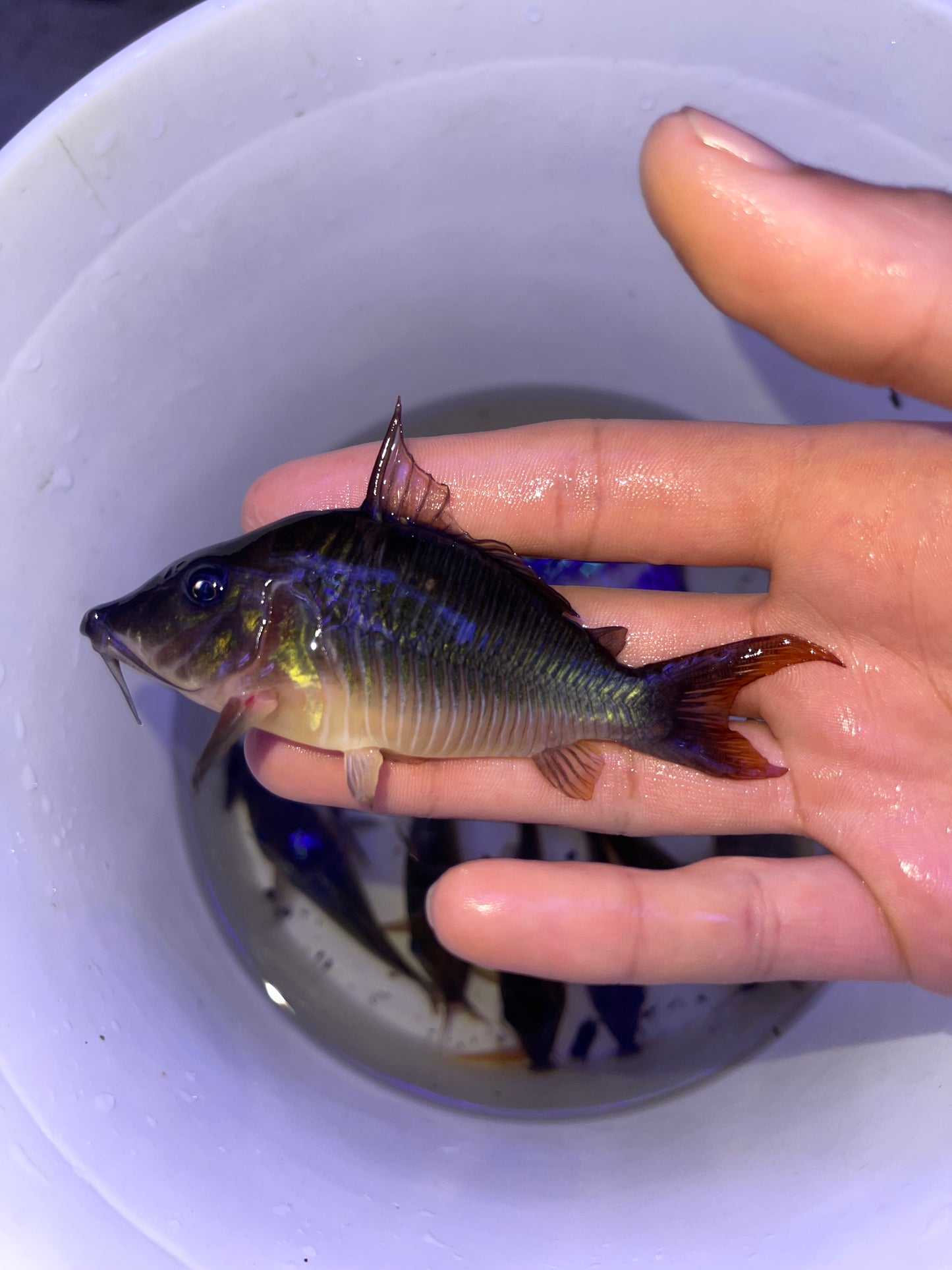 Hognose Brochis (Brochis multiradiatus)