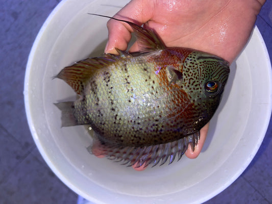 Tiger / Curare Severum (Heros severus ‘curare’)