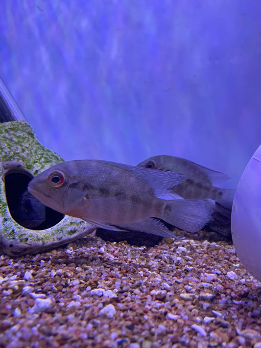 True Parrot Cichlid (Hoplarchus Psittacus)