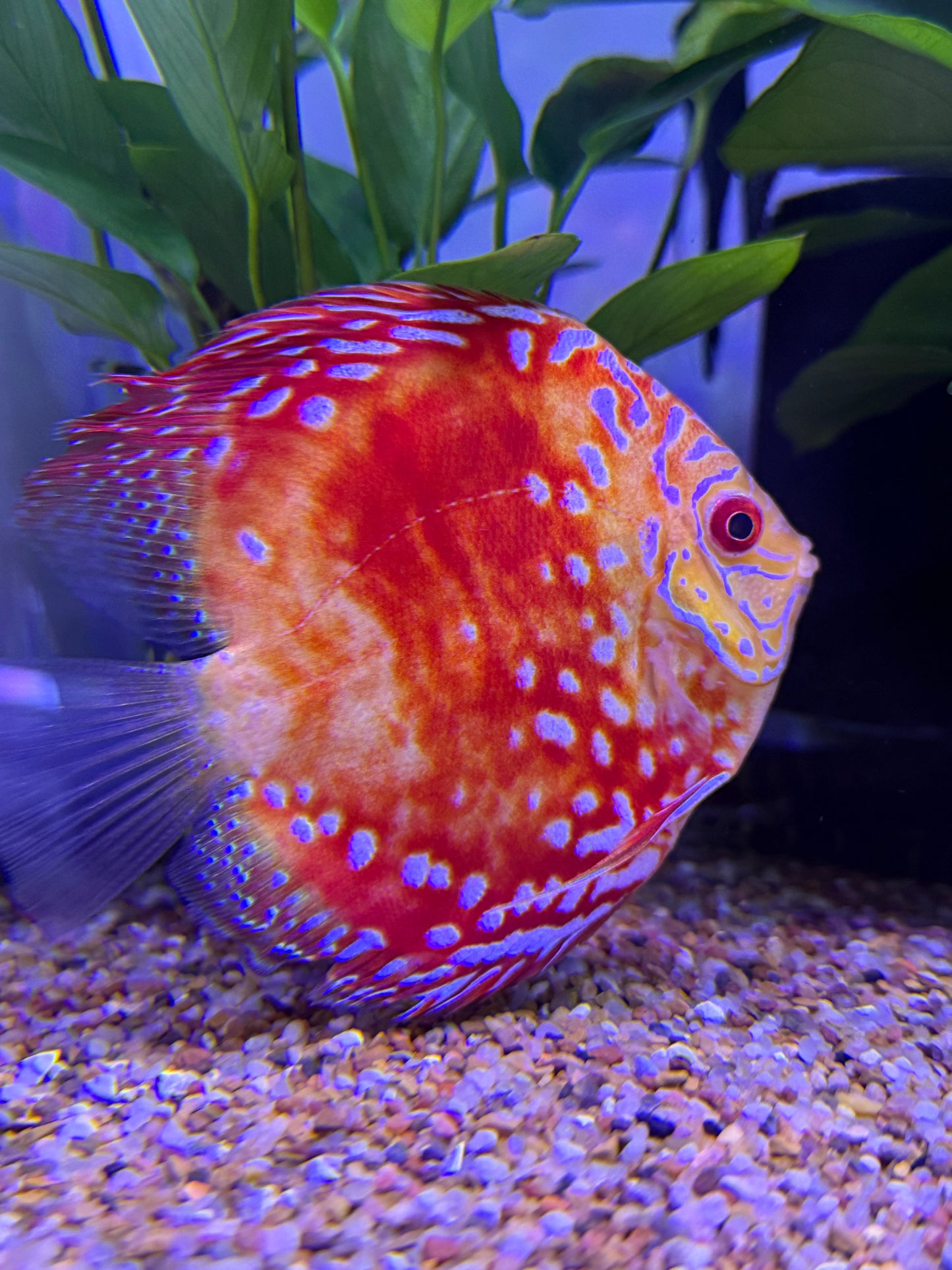 Red Panda Discus