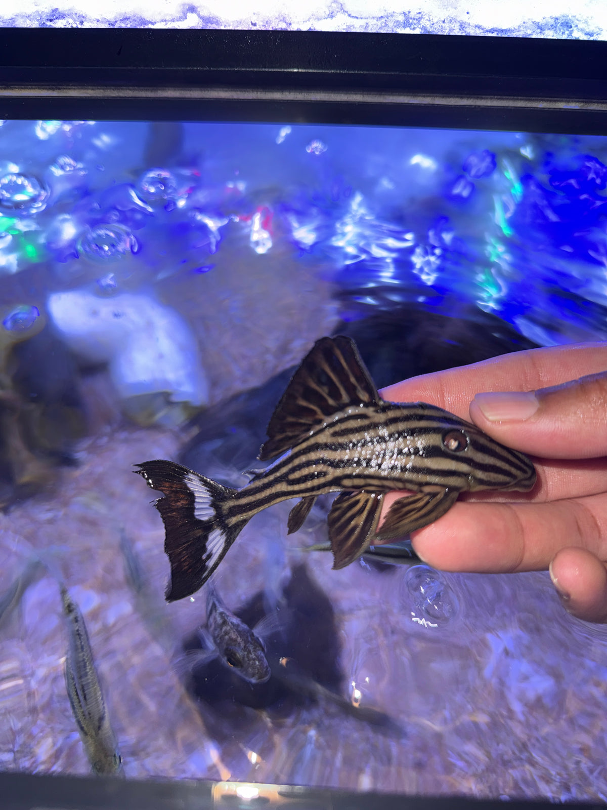 L27b Platinum Xingu Thunder  Royal Pleco