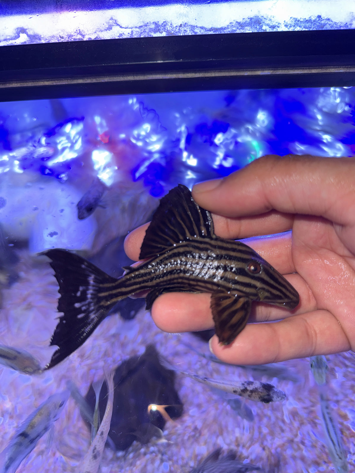 L27b Platinum Xingu Thunder  Royal Pleco