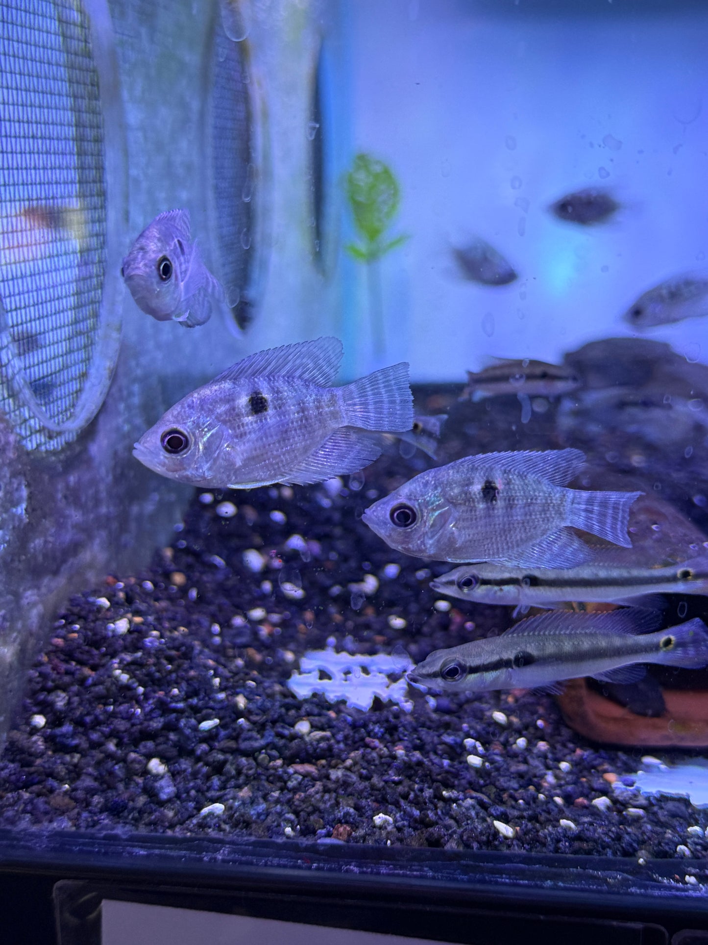 Chaetobranchopsis orbicularis Two Striped Cichlid