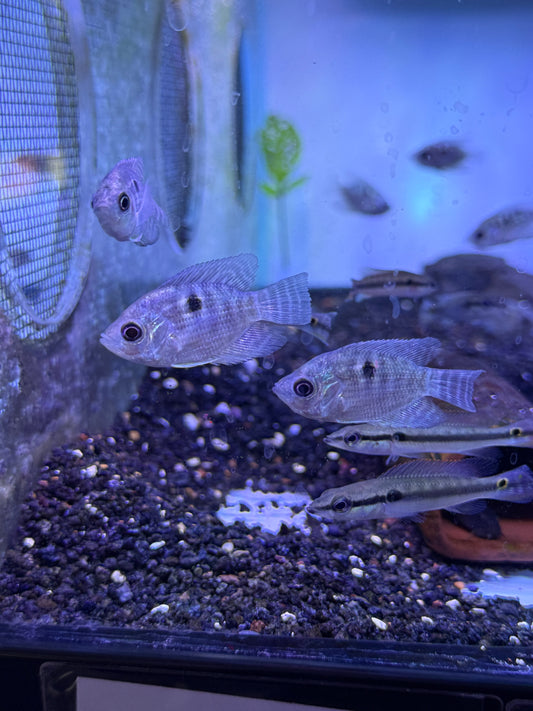 Chaetobranchopsis orbicularis Two Striped Cichlid