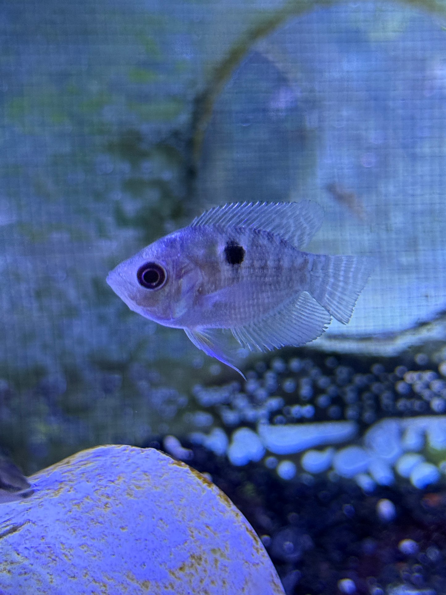 Chaetobranchopsis orbicularis Two Striped Cichlid