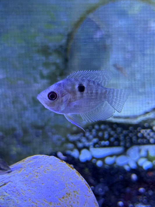 Chaetobranchopsis orbicularis Two Striped Cichlid