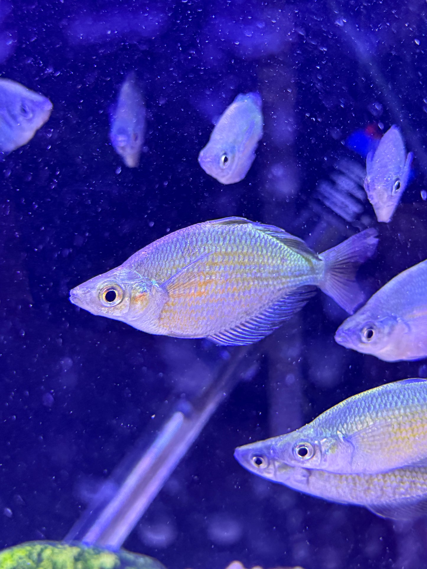 Lake Wanam rainbowfish (Glossolepis wanamensis)