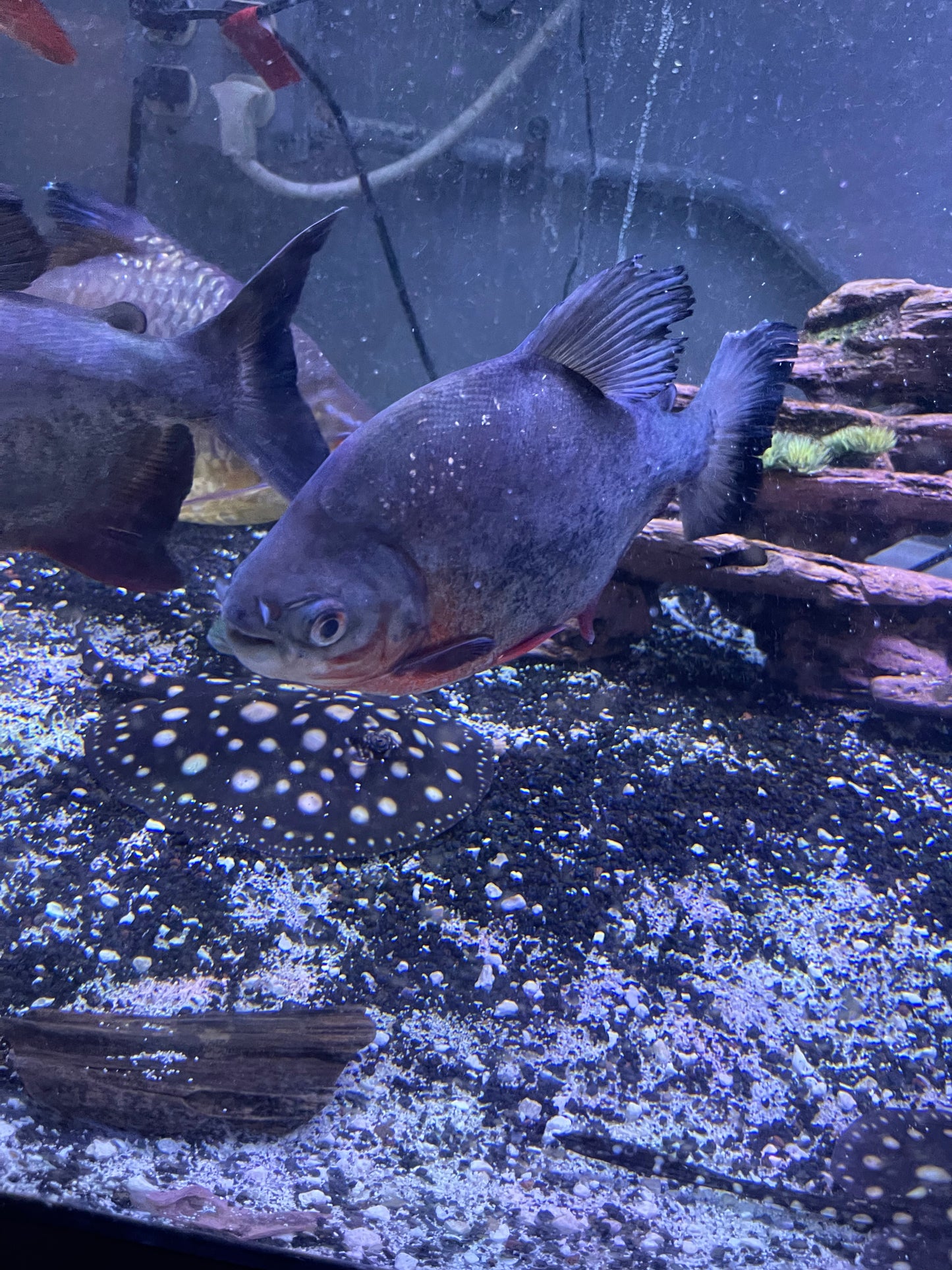 Red Belly Pacu