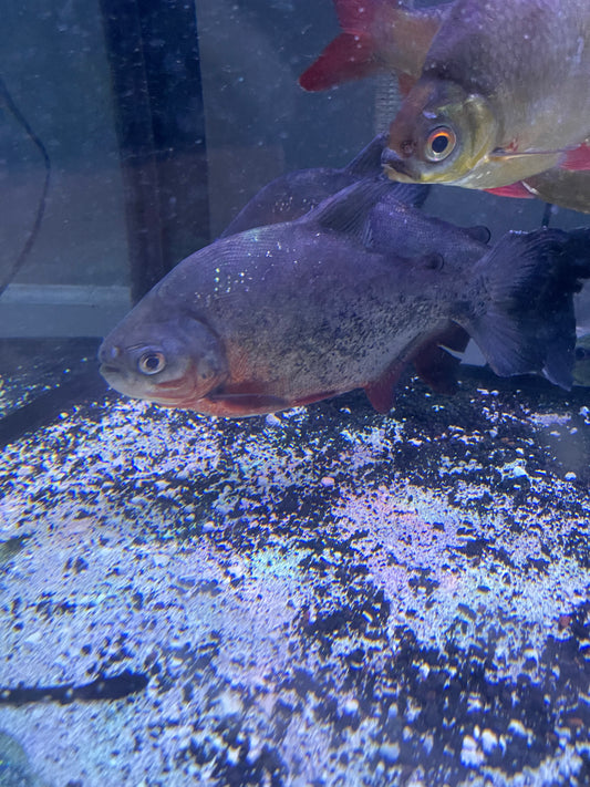 Red Belly Pacu